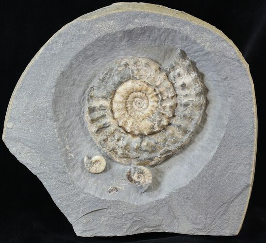 Microderoceras Ammonite - Dorset, England #30781